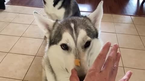 Siberian Huskies Throw Treats To Each Other!