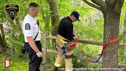 DUCKS AMUCK! NY Police Rescue & Reunite 10 Ducklings With Their Mother