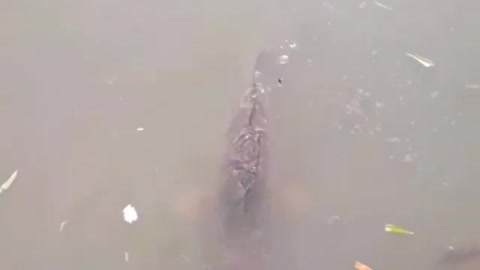 Feeding large carp in a pond.