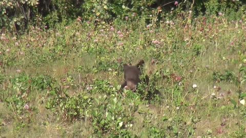 Bear walking in the forest