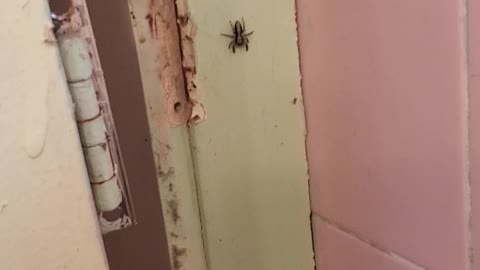 Caught a spider peeping on everyone in the bathroom