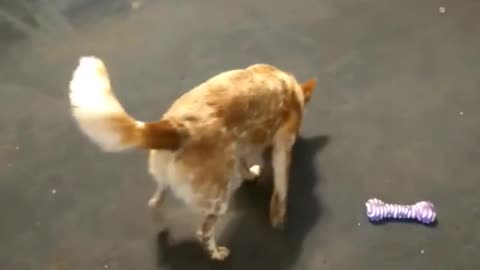 Dog Loves to Play with Bubbles