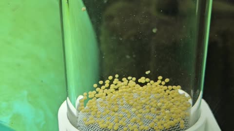 Tilapia Fry Day2