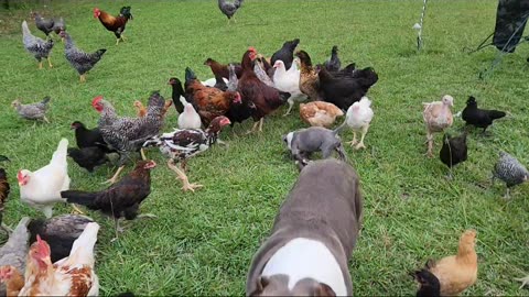 Bays For Breeding Rare Chickens For Haven's Homestead #chicken #diy #love #homestead #americanbully