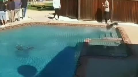 DOG 🐶🐕 RUN ON THE WATER IN SWIMMING POOL 🤣🤣💯 #fun #COMEDY