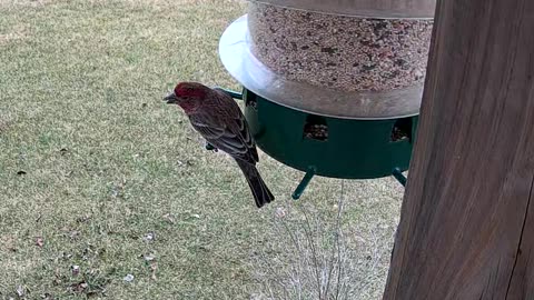 House Finch Male