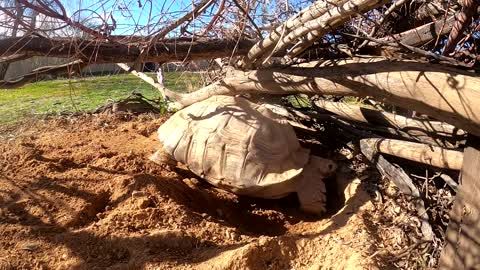 Tortoise Laying Eggs-6