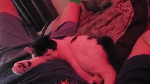 Patches Sleeping Under Red Light - Sleep Therapy