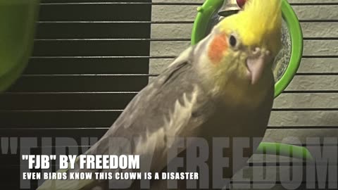 FJB by Pet Bird FREEDOM