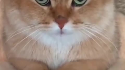 Funny Cat Video 😂😂😂