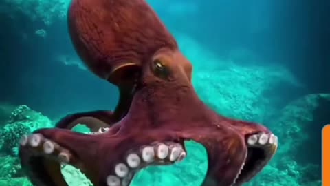 Tentacular Groove: Octopus's Underwater Boogie