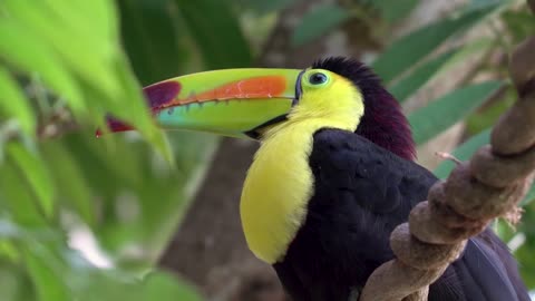 toucan on the trees