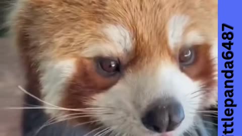 Cuteness Overload: Red Panda