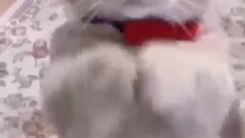 funny cat