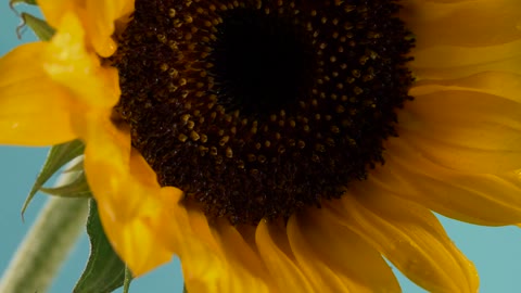 Close up of sunflower