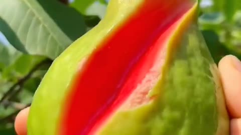 fresh and red guava fruit