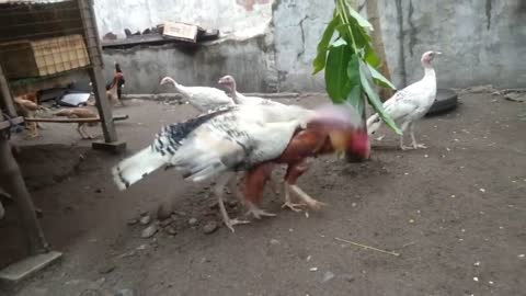 Turkey attack aseel rooster/part