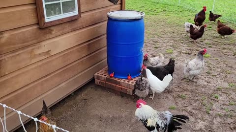 Self Watering Chicken Coop with Rainwater