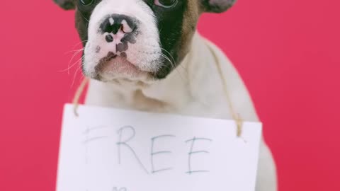 Cute Puppy With a Sign Sitting on a Stool