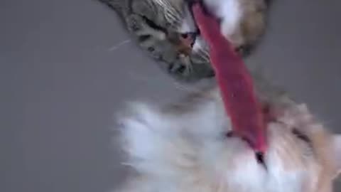 Cat asmr fight for beef