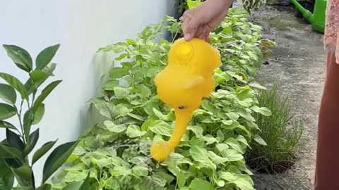 Berkebun di lahan sempit dan terbatas, cukup pakai pupuk dari id udah bisa panen-panen setiap har