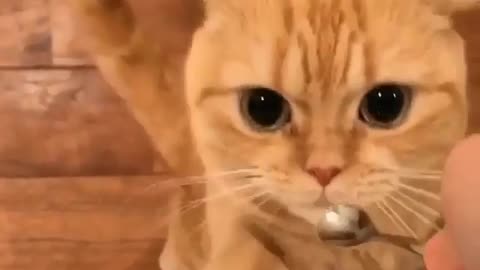 A greedy cat