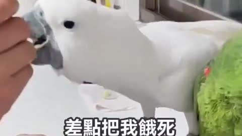 誰是氣質擔當？吃就吃別把湯匙一起吞掉！ #鸚鵡 #pets