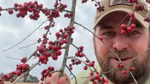 Deciduous Holly