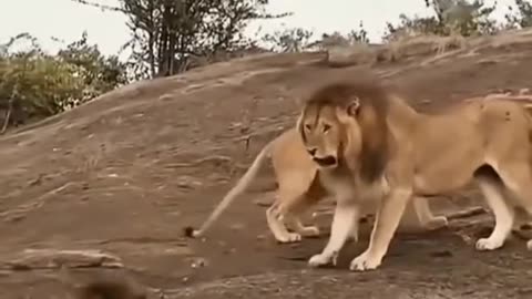 😍#Lions#Big Cats😽😽 Describing 😔😔reality of sad life😔😔|subscribe|like👍👍