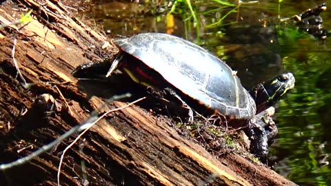 Painted Turtle