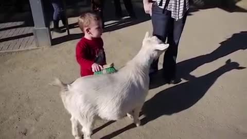 Goat Fart Scares kid