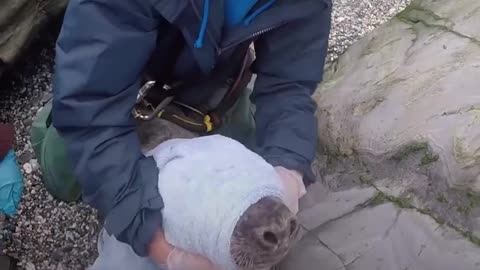 Baby Seal Trapped In Net Saved By The Sweetest Rescuers | The Dodo