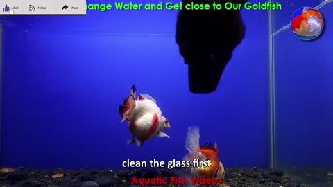 We Change Water and Get Close to Our Goldfish