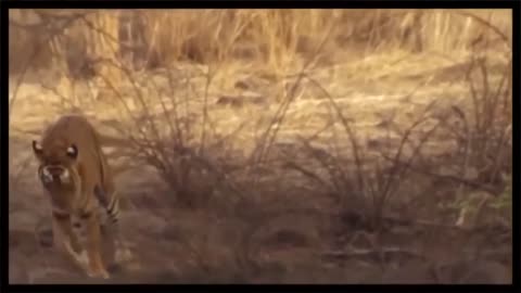 Tiger Hunting Compilations - National Geographic Documentary HD