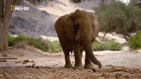 nat geo wild: life of elephant