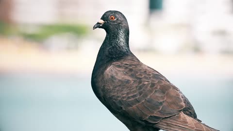 Pigeon look