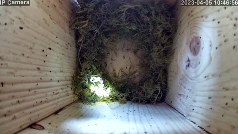 Building a bird nest