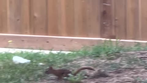 A baby magpie vs A baby squirrel