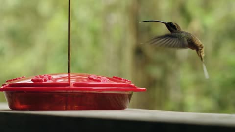 Tranquil Music With Hummingbird Feeding