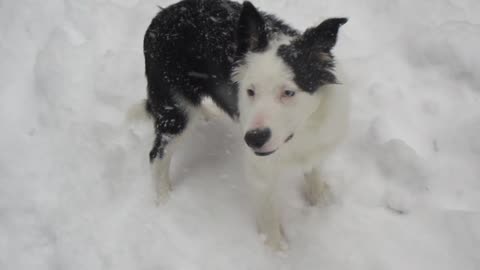 Zoomin in the snow