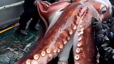 Giant Sea Monster caught by fisherman.