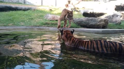 two Tigger's fighting