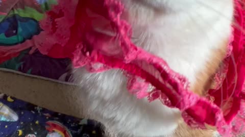 Cat meows while wearing underwear