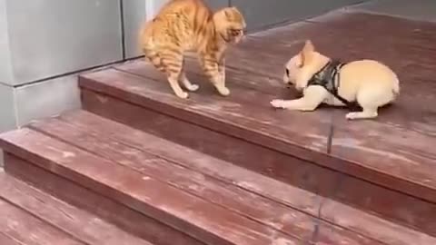 funny cat video