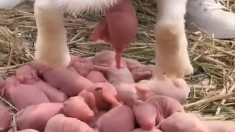 Rabbit giving birth to babies