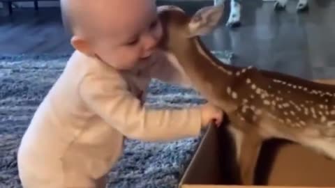 Baby deer interacting with baby