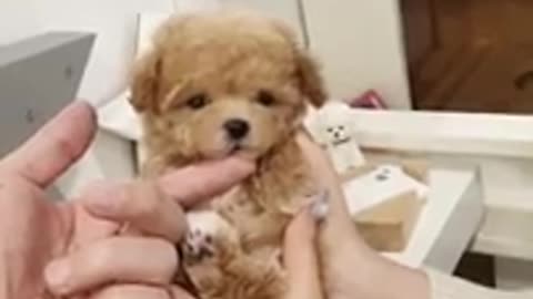 Baby cream poodle walking video cutest and lovely puppies videos