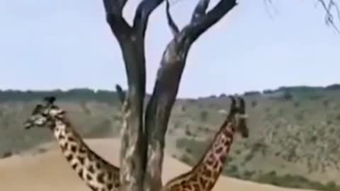 Wild animals zero distance giraffe