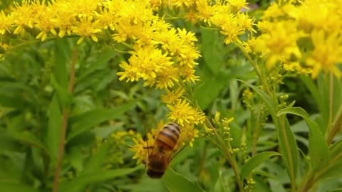 Busy Bee | Honey Bee Pollinating Yellow Flowers #honeybees #pollination #yellowflowers #nature