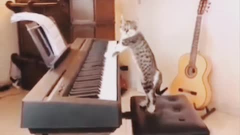 Funny cat pretty music 🤣/desire